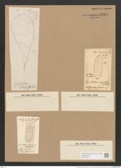 Cymatopleura angulata Grev. (de-Toni-Nr.: Genus 54, Species 2415) Zeichnungen Sammlung Grunow Nr. 4864 (NHMW-BOT-W0373044)